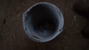 Как избавиться от крыс в стайке простым способом