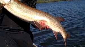 Murphy Outdoors Guide Service - Mattias Andersson with a Nice LOTW Musky