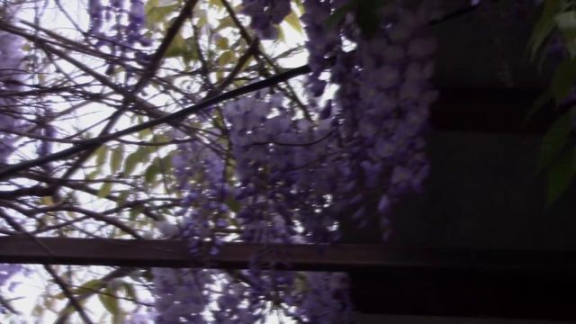 Глициния.mp4 смотреть онлайн