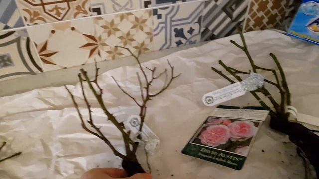 ???Распаковка саженцев роз Дэвида Остина из гипермакета растений 
