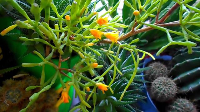 ЦВЕТЕНИЕ ОРХИДЕЙ // КАКТУСОВ // ОЛЕАНДРА смотреть онлайн