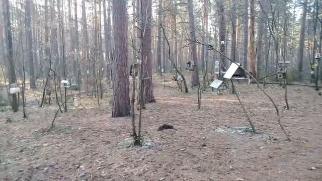 Лесное озеро Полуденка, Тропа Здоровья. смотреть онлайн