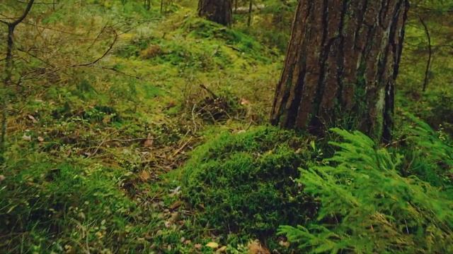 Ходил по грибы /Макросъёмка/ Canon ef-s 24mm f 2.8 STM смотреть онлайн