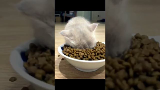 Пушистые комочки счастья готовы поднять вам настроение 🐾