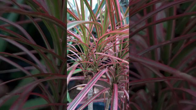 Dracaena marginata / cordyline plant #tricolor #leaves