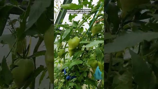 ЧУДО ЗЕМЛИ ОРАНЖЕВОЕ☀️САМЫЙ ВКУСНЫЙ САЛАТНЫЙ СОРТ?