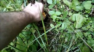 Как избавиться от диких ос на даче без шума и пыли))