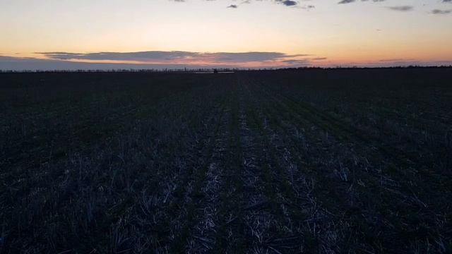 Выращивание оз.пшеницы . No-till 30.10.2019. Состояние посевов , обработка гербицидом смотреть онлайн