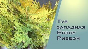 Туя жёлтая западная Еллоу Риббон "Yellow Ribbon" для живой изгороди