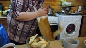 Формы устройства детей - Опека и попечительство