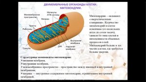 ✅ Органоиды клетки. ЕГЭ и ОГЭ по биологии. Самое важно.
