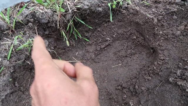 Как вырастить много белых грибов на своем участке, ПОПЁРЛИ! смотреть онлайн