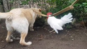 Бой собаки с петухом.