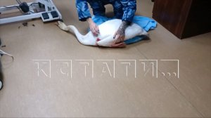 Замерзающего на льду лебедя, крыло которого перебили стальной проволокой, спасли волонтеры
