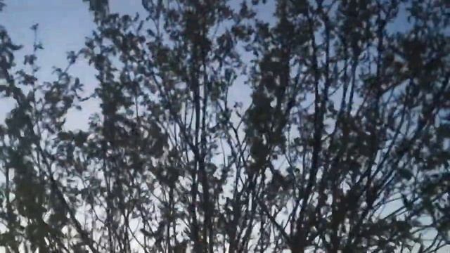 Много майских жуков))) смотреть онлайн