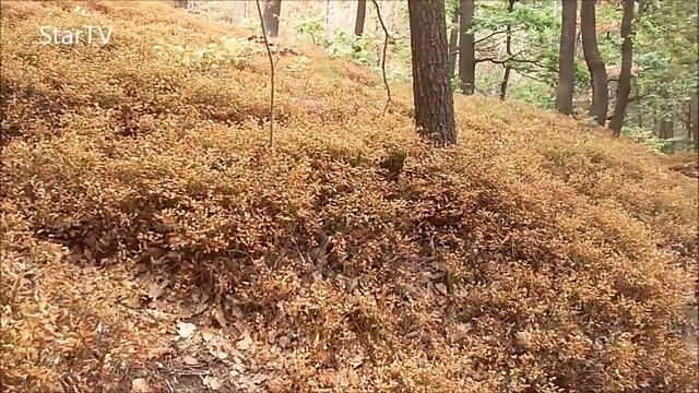 totalna susza w lesie krzewinki jagód wyschniete Vaccinium myrtillus смотреть онлайн