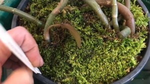 Обрезка и пересадка Ludisia discolor. Macodes sanderiana, macodes petola.