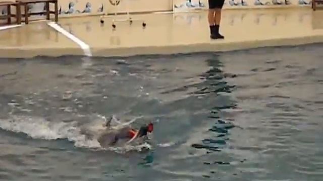 Дельфинарий в Анталии смотреть онлайн