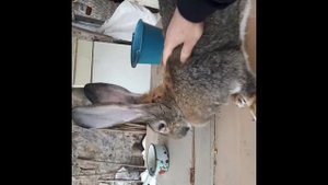 Кролики породы фландр