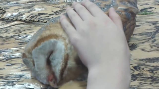 Сипуха, ручной совёнок смотреть онлайн