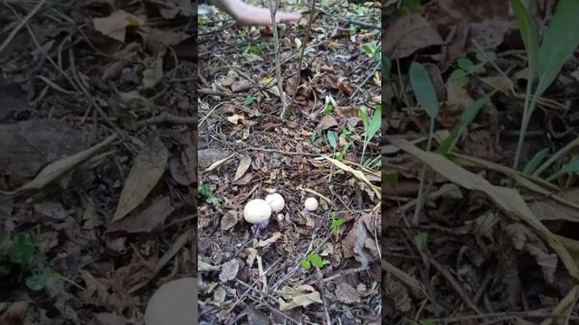 Сбор грибов 2020. Грибы рядовка лиловоногая (синяя ножка) смотреть онлайн