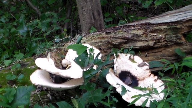 Polypores - Fungi that Form Fruiting Bodies смотреть онлайн