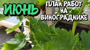 Июнь 2023. План работ на винограднике.