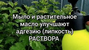 Чем обработать сад от тли? Эффективный и безопасный способ.