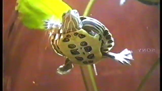 1999 ЧЕРЕПАШКИ автор Дулёв смотреть онлайн