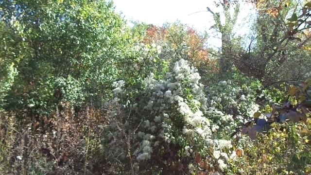 Груша "японская" в лесах Тавриды. смотреть онлайн