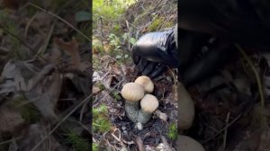 Боровики Карелии 26.08.2023. Собираем грибы вдвоём,часть5