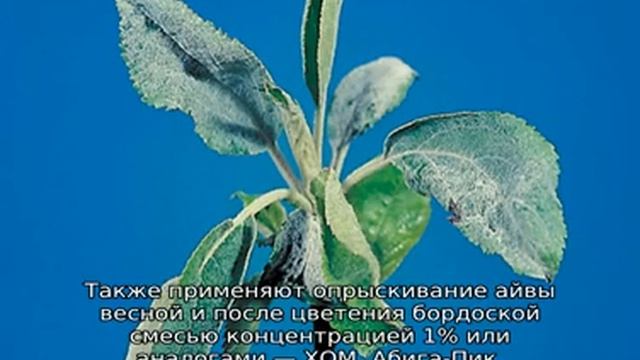 Болезни айвы: сохнут листья смотреть онлайн