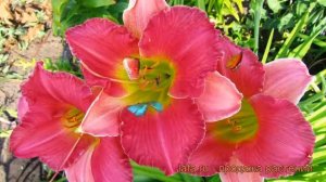 Лилейник гибридный Файнал Тач (hemerocallis) ? обзор: как сажать, рассада лилейника Файнал Тач