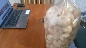 Стоит ли принимать ежевик гребенчатый. Реальный отзыв