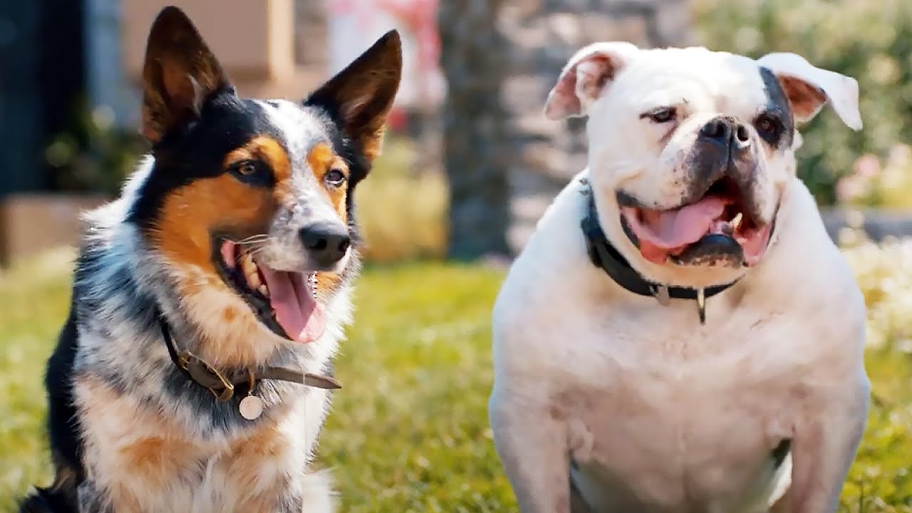 Одни дома — Русский трейлер (2022) смотреть онлайн