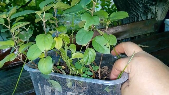 Хеномелес (айва японская) и айва из семян. Посев весной в квартире смотреть онлайн