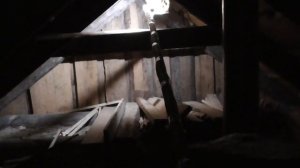 Как убрать гнездо шершней и уничтожить их. И сделать это летом!