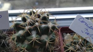 Кактусы...Аstrophytum, Coriphantha, Gymnocactus и другие.Обзор от 15  января.