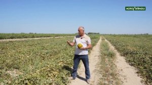 Сортовые особенности выращивания сорта дыни "Каракай"