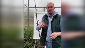 Прививка и обрезка плодовых весной. Обрезка колоновидных яблонь.