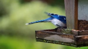 Голубая сойка - Blue jay