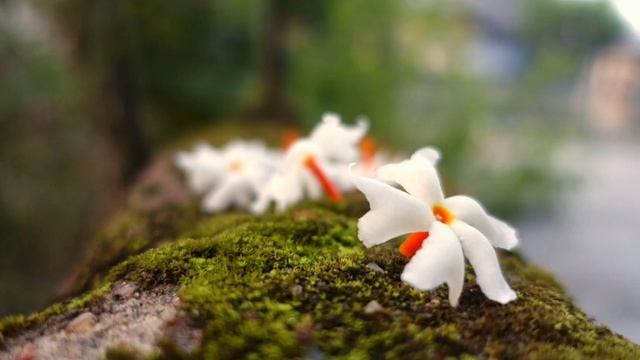 Sony rx100 M3 review with sample images #sonyrx100m3 смотреть онлайн