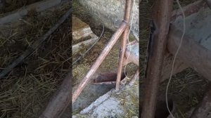 Строительства сарая для откорма бычков .