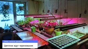 Как проращивать и укоренять черенки (секрет 100%-го успеха). Черенкование петунии