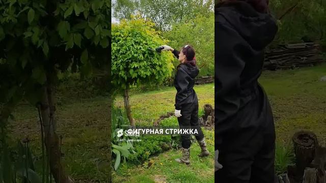 Стрижка дерева под шар аккумуляторными ножницами Bosch. Красивый сад и минимум затрат
