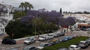 ЖАКАРАНДА ЦВЕТЕТ