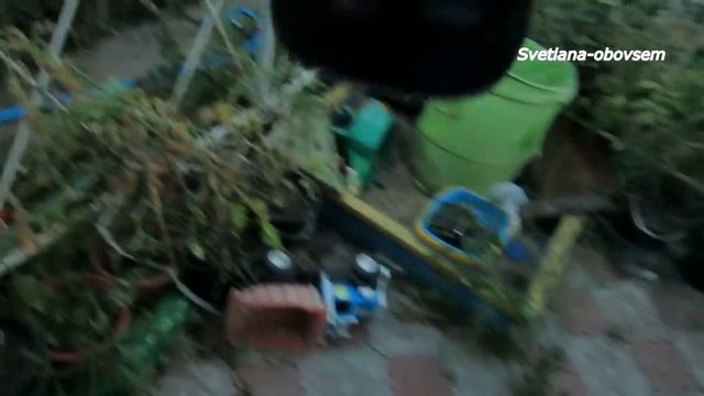 БОРНАЯ КИСЛОТА +МОЛОКО+ЙОД+ГУМАТ  для УРОЖАЙНОСТИ  и  от  БОЛЕЗНЕЙ  -ТОМАТОВ ,ОГУРЦОВ,ПЕРЦА