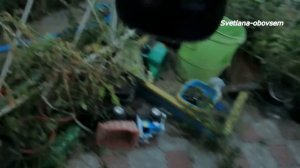 БОРНАЯ КИСЛОТА +МОЛОКО+ЙОД+ГУМАТ  для УРОЖАЙНОСТИ  и  от  БОЛЕЗНЕЙ  -ТОМАТОВ ,ОГУРЦОВ,ПЕРЦА