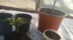 Комнатный декоративный перец.