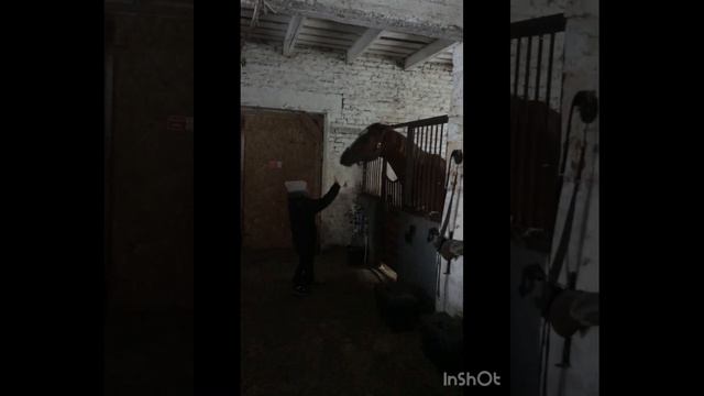 @Kcsh.lubava Школа 1517 г.Москва проект «ОБЪЕДИНЯЕМСЯ ЗНАНИЯМИ» смотреть онлайн